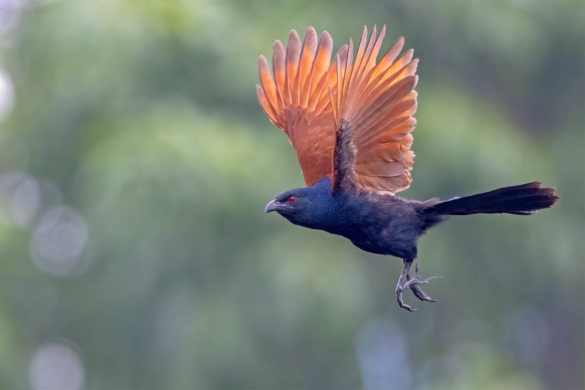 以热爱为名发现自然之美 那些野性瞬间背后的故事