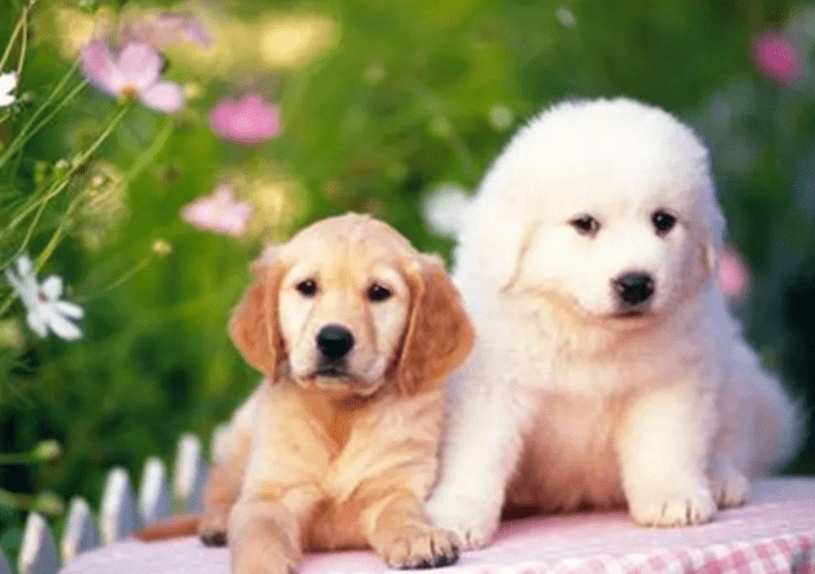 狗狗 很累 的行为表现 你知道吗 时候 情绪 紧张感