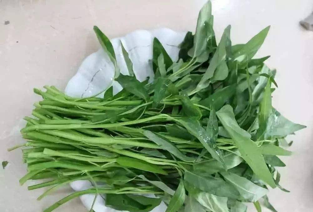 几种大叶菜20天就采摘现在播种刚刚好