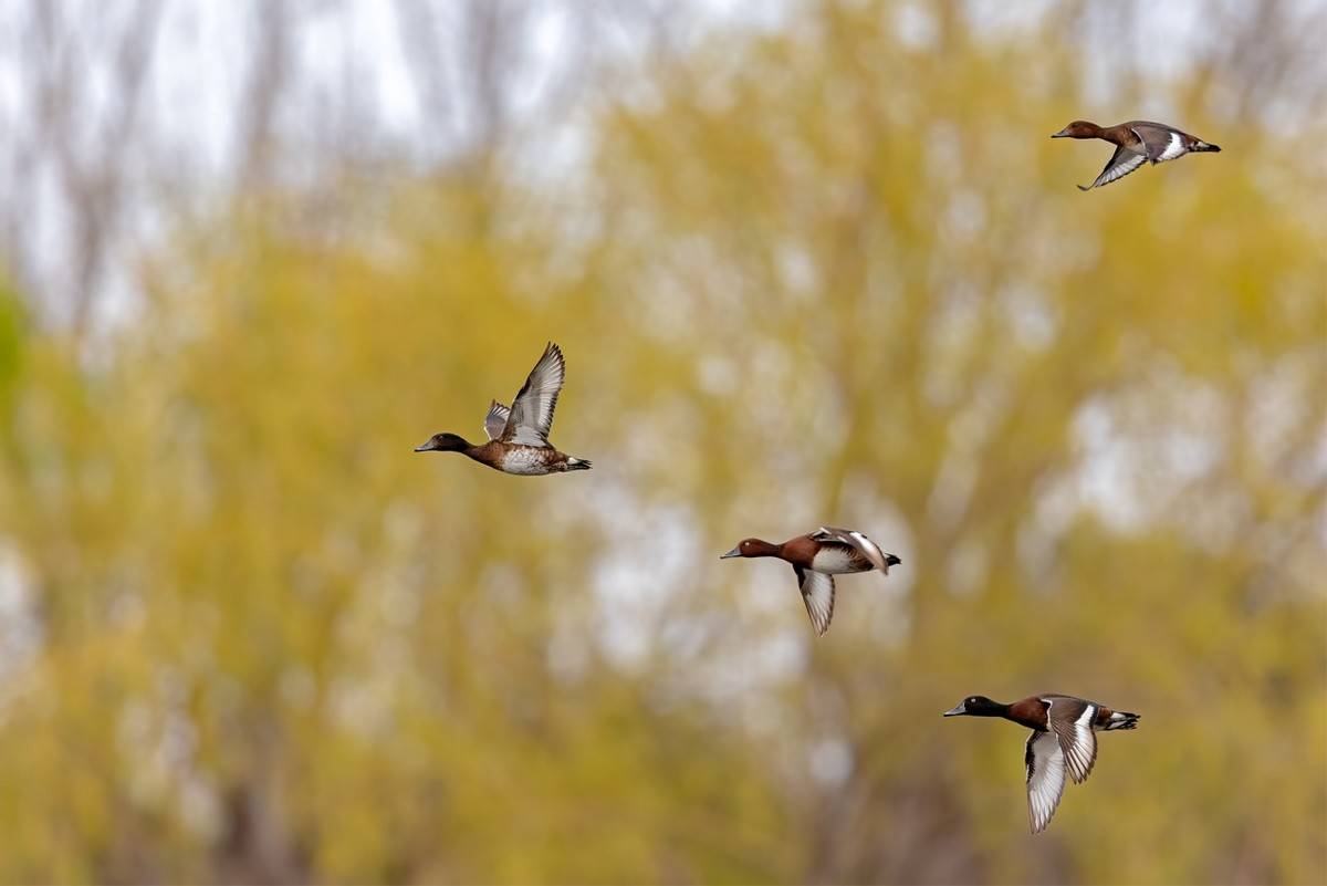 以热爱为名发现自然之美 那些野性瞬间背后的故事
