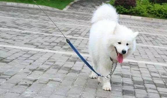 辟谣 不少大型犬其实比小型犬更温顺 却因体型常年遭误解 狗狗 进行 品种