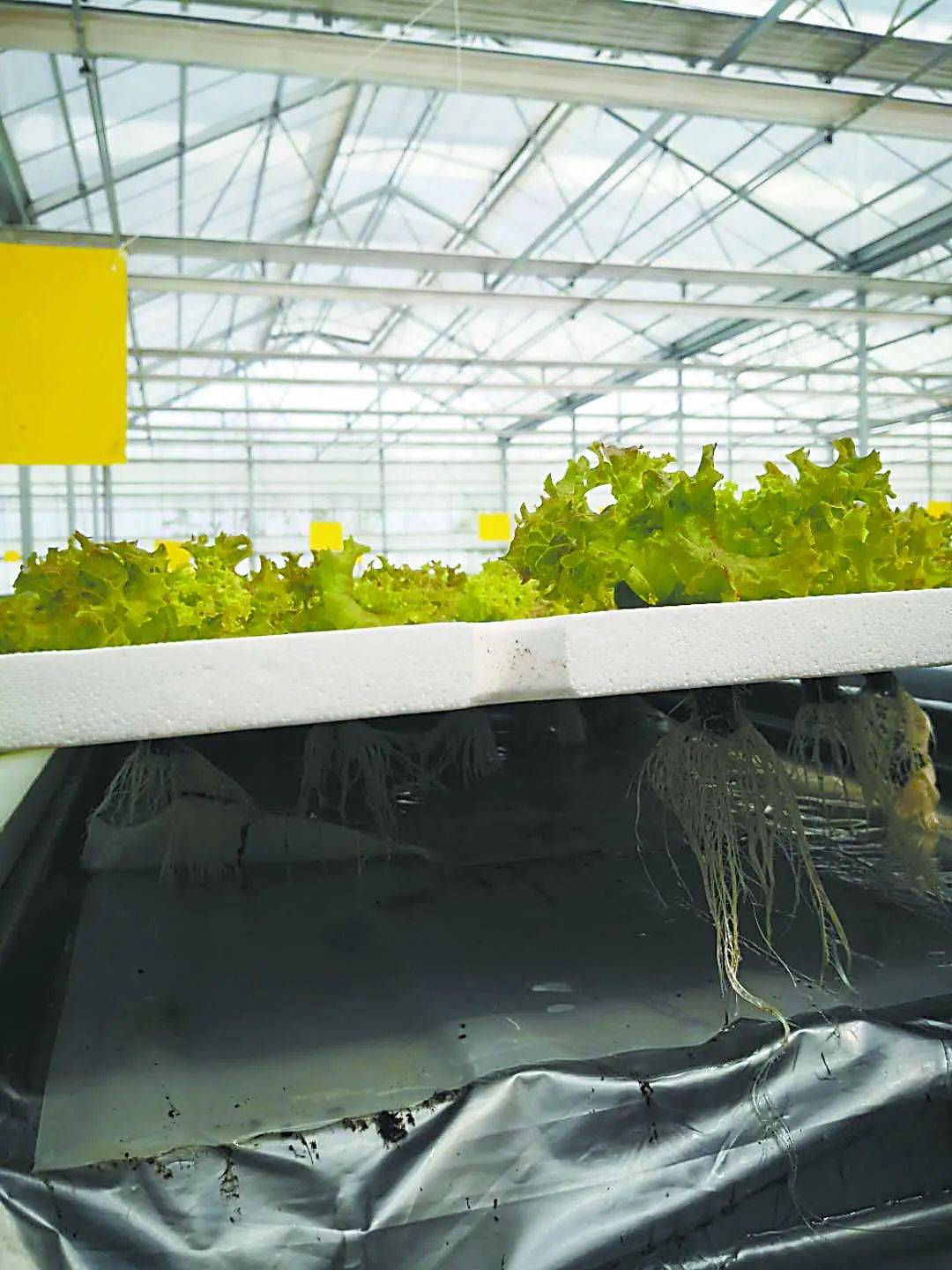 透视中日荷三国植物工厂案例植物工厂的下一站又是什么