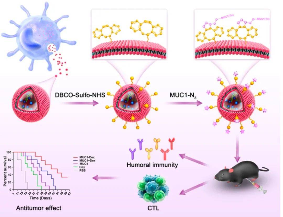 humoral immunity图片