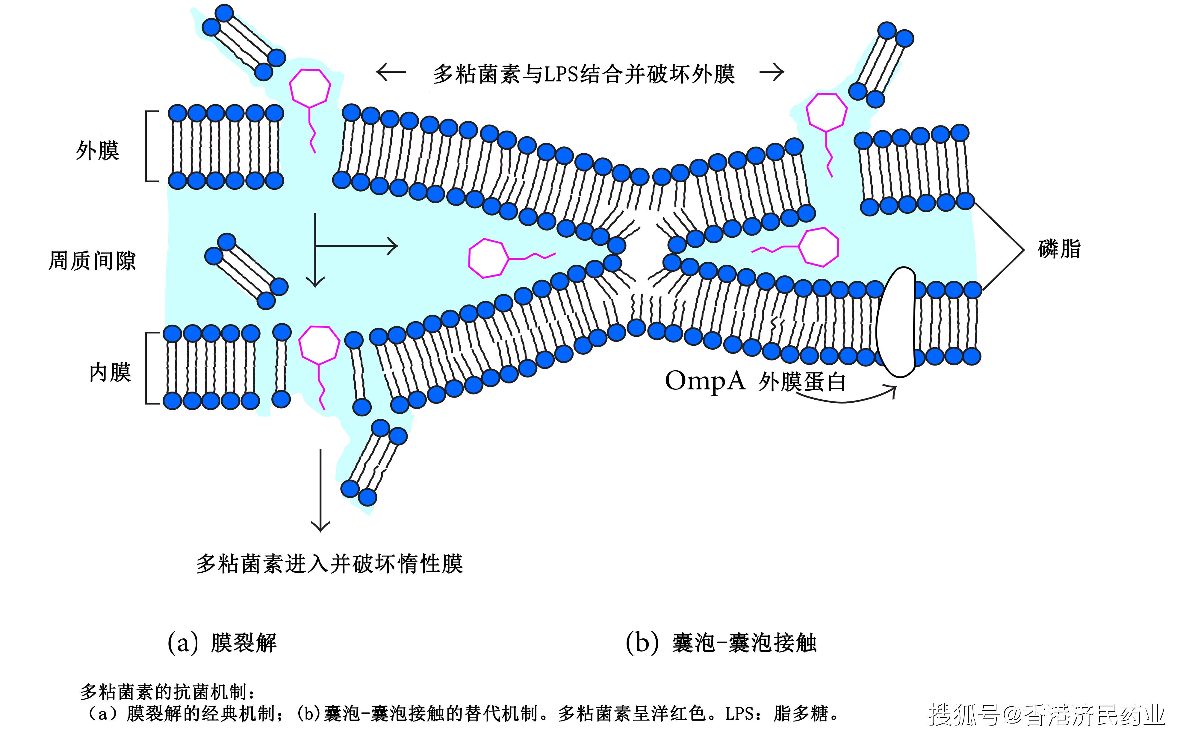 关于多粘菌素类药物(粘菌素,多粘菌素b)最佳使用国际共识指南