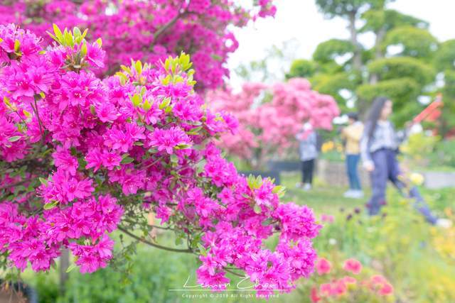 九龙湾花彩小镇，数十万花卉争相开放，是生态旅游的度假胜地