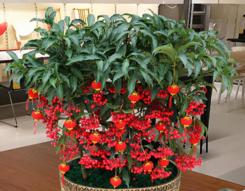 原创5种超美年宵花富贵招财寓意好吉利又喜庆不要错过