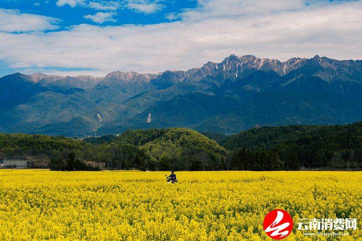 油菜花|腾冲的春天，从油菜花田里醒来