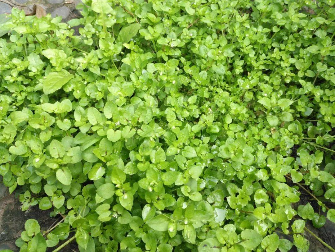 原创农村的喂猪草味道像豌豆尖和鹅蛋炒凉血解毒春天趁嫩赶紧摘