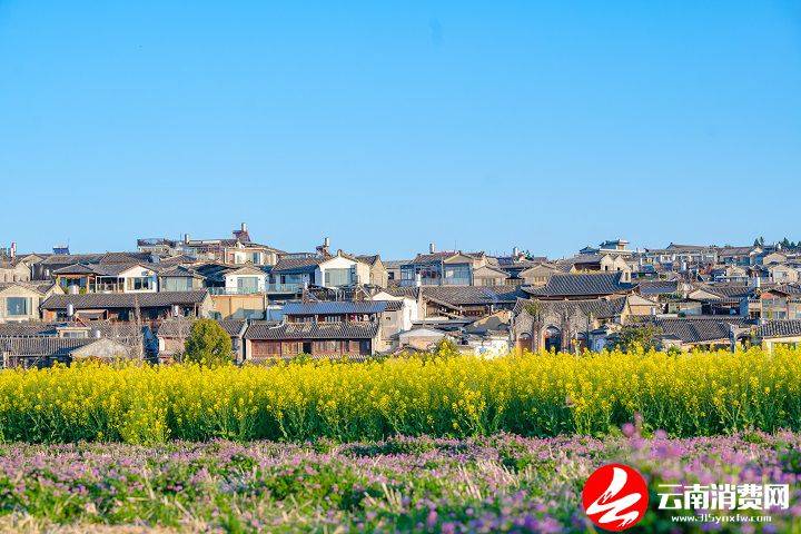 油菜花|腾冲的春天，从油菜花田里醒来