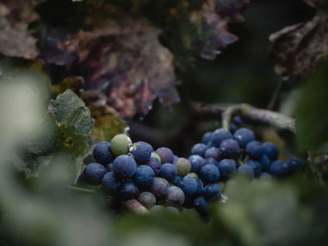 Lean|葡萄酒到底怎么品?不如先记住这5个关键词