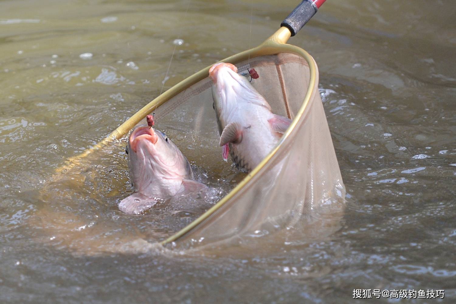 魚線越細魚口就會越好釣得魚就越多魚線粗細和釣魚的關係