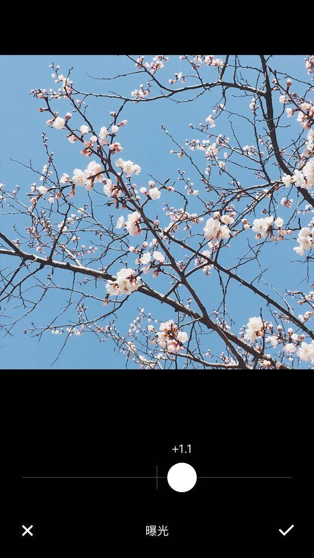 成都 花卉拍摄方法——后期修图调色技巧！