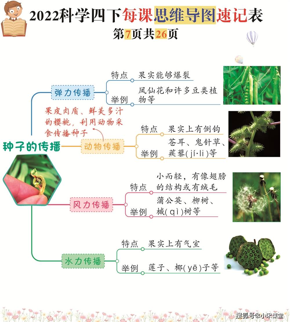 植株的生长思维导图图片