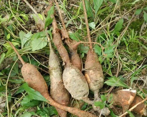 遇上它就走运了,这一野草根块肥厚,价值珍贵,入药能安神助睡眠