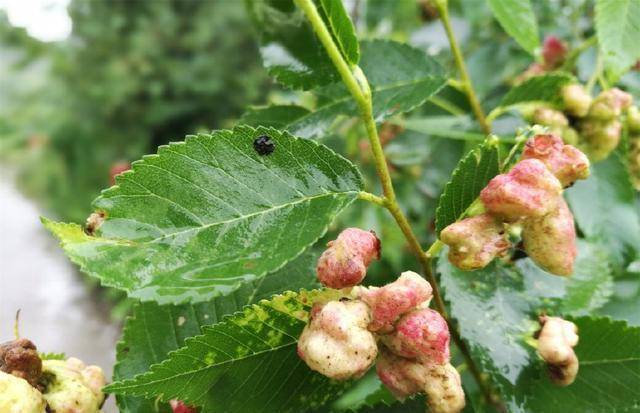 农村一种怪树,嚼2片叶子就能治牙痛,农民却称它为"鸡屎树"_榔榆_朋友