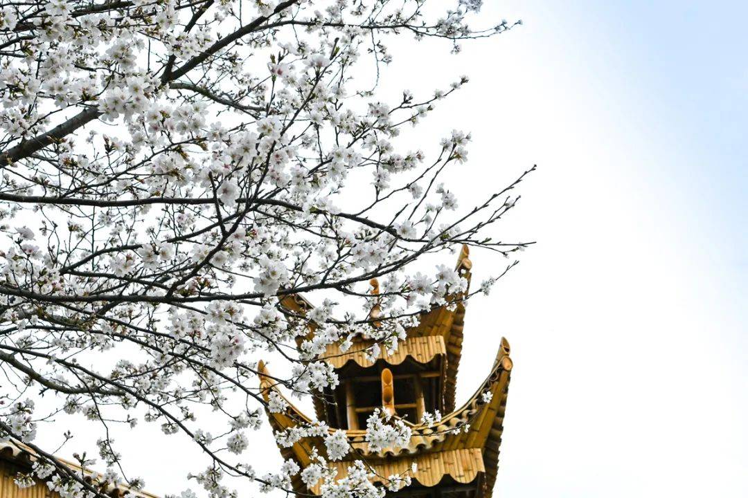 湖北金卉庄园樱花粉嫩枝头春风吹面温柔郁金香美不胜收