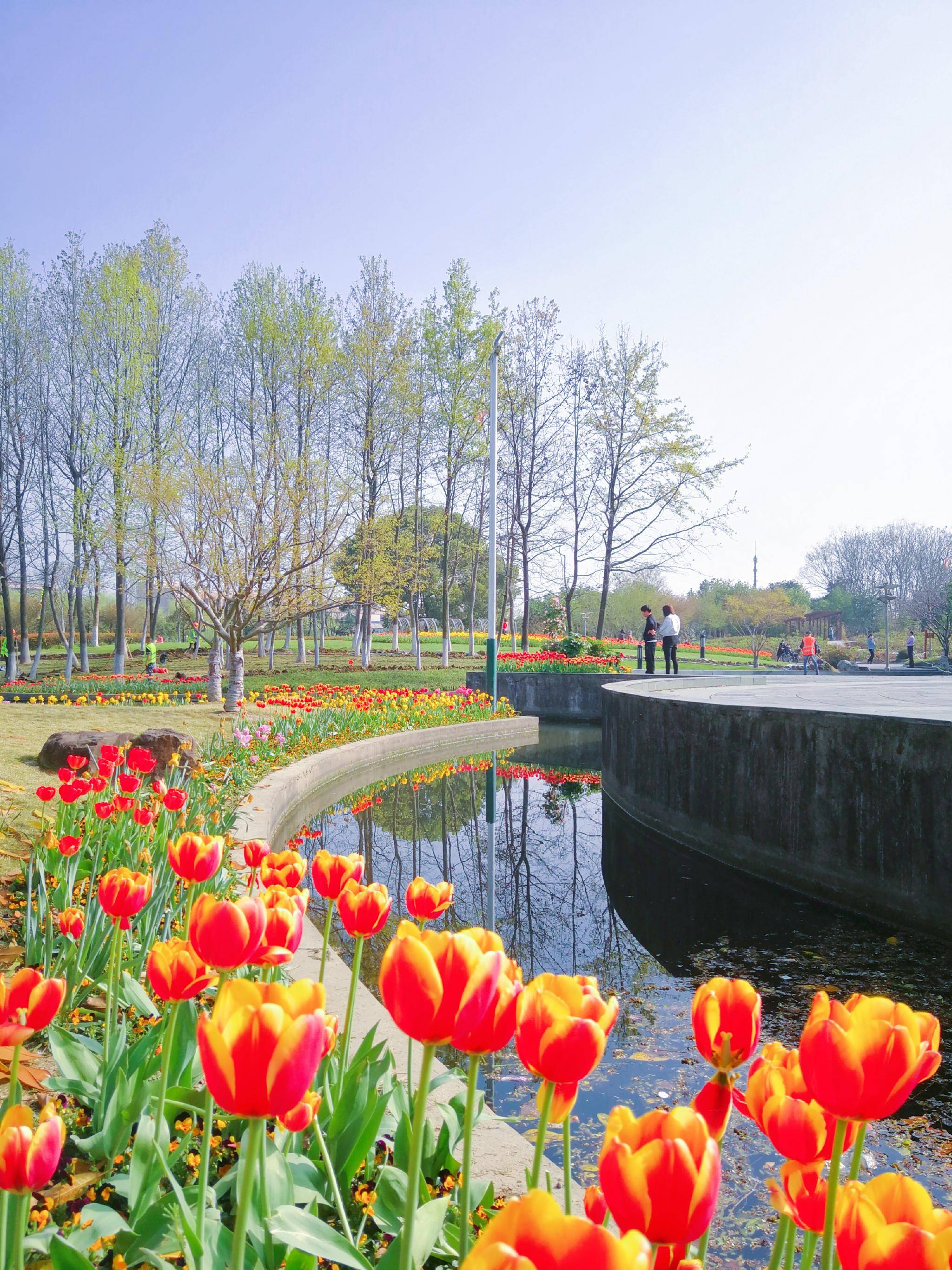 美爆了杭州萧山南江公园最美郁金香花海看醉市民