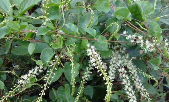 原创农村的这种草它的叶子可做美味汤菜入药还可降血压