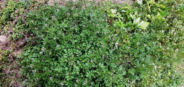 野草,曾只有穷苦人和猪才吃,现在一斤10元成稀罕货_碎米_野菜_生活