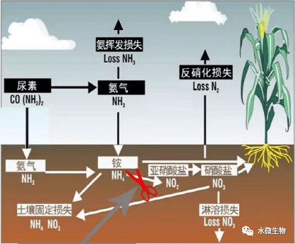氮素营养氮是限制植物生长和形成产量的首要因素对产品品质有多方面