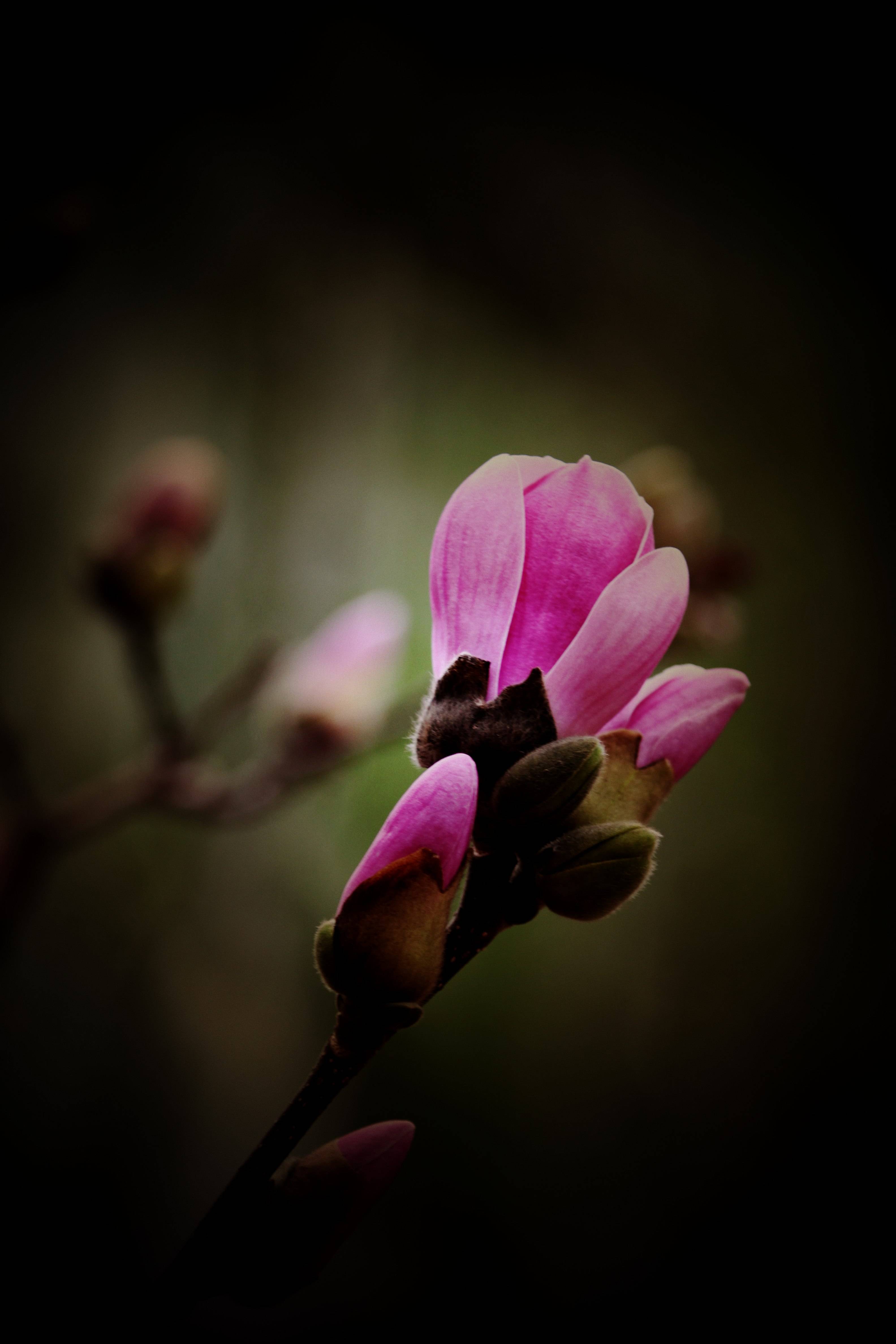 河北邢台玉兰花开