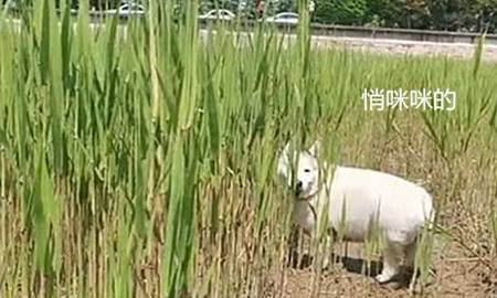 纯种男子发现田里藏着一只狗，走近看清后一头雾水：自由恋爱的后果