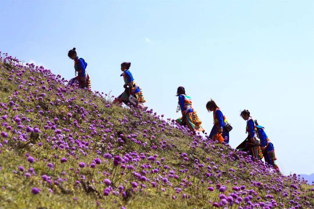 高山|腾冲勐蚌：美醉了！2000多亩报春花和杜鹃花同框绽放