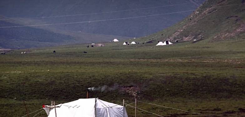 在西藏一名游客误入白帐篷，差点被“逼婚”，为他们放三年牦牛