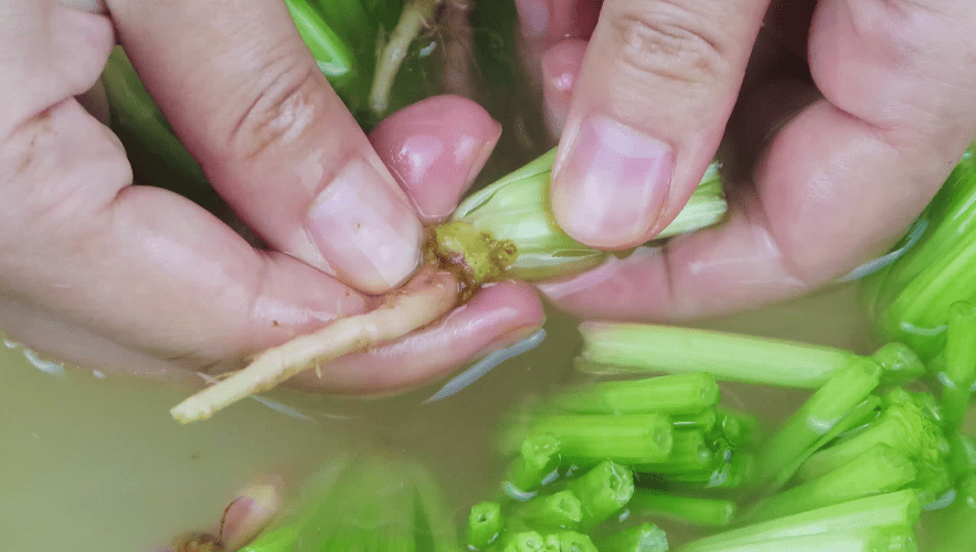 菠菜根能吃吗怎么做好吃