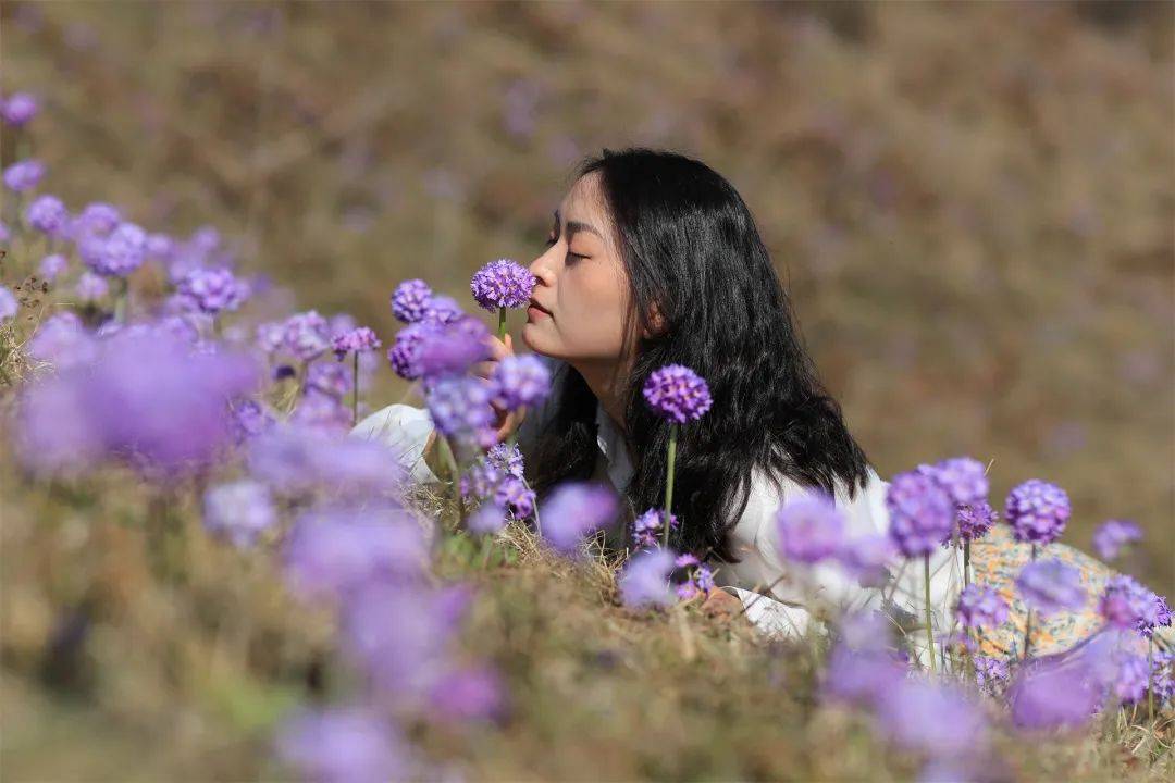 高山|腾冲勐蚌：美醉了！2000多亩报春花和杜鹃花同框绽放