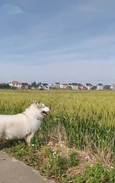 什么男子偶遇一条狗，看清后哭笑不得，网友：关系有点混乱，让我缓缓