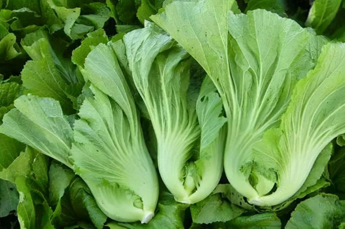 华容县有超过20万人从事跟芥菜相关的工作.