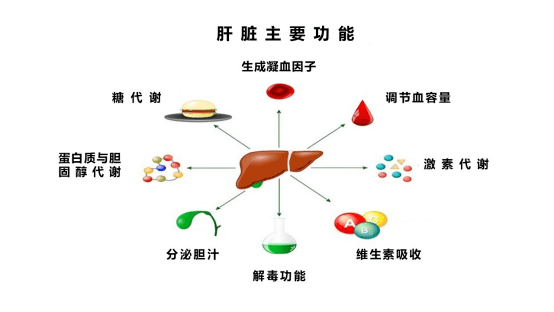 肝臟還推動著人體的水液代謝,影響著人的生殖功能.