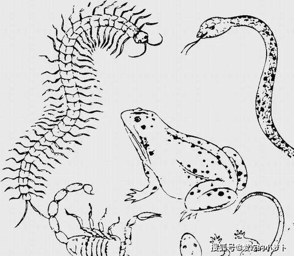 等民间盛传的"五大毒物"出没的时期,在这天大人们都会喝一些雄黄酒来