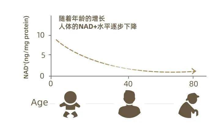 原创没睾丸活得久公羊阉割后寿命延长60对人类男性有用吗