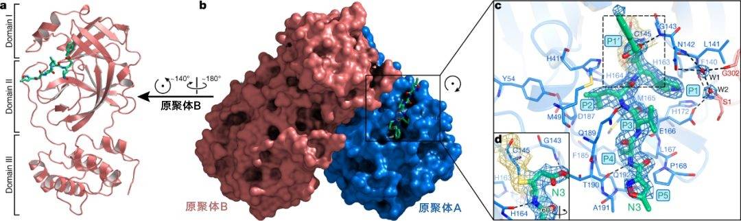 新冠病毒分子式图片