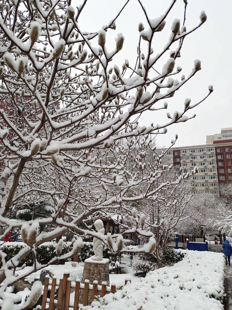 下集|一场雪，让这里的春天真美