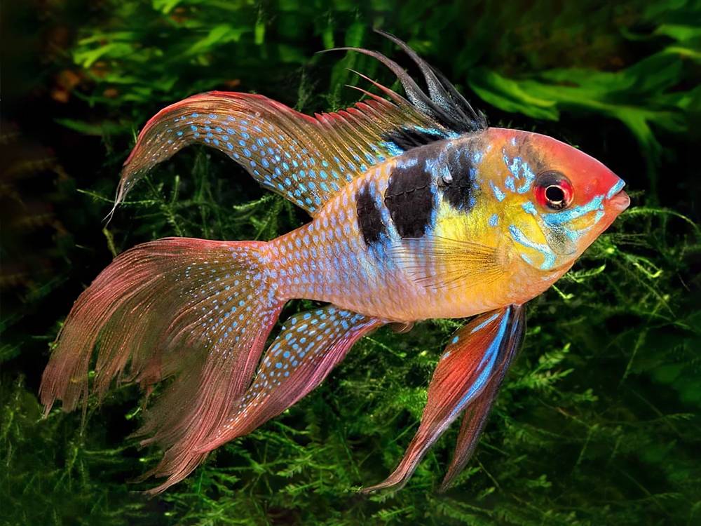 哪种小型热带鱼好养又好看?_色彩_品种_丽丽
