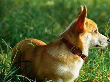 进行柯基在换粮后泪痕会消退吗，柯基更换狗粮后泪痕会好吗