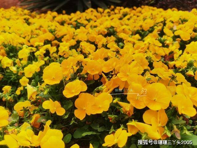 广州老城区免费公园，遇见“宝藏”植物报春花绽放，游客：太美了