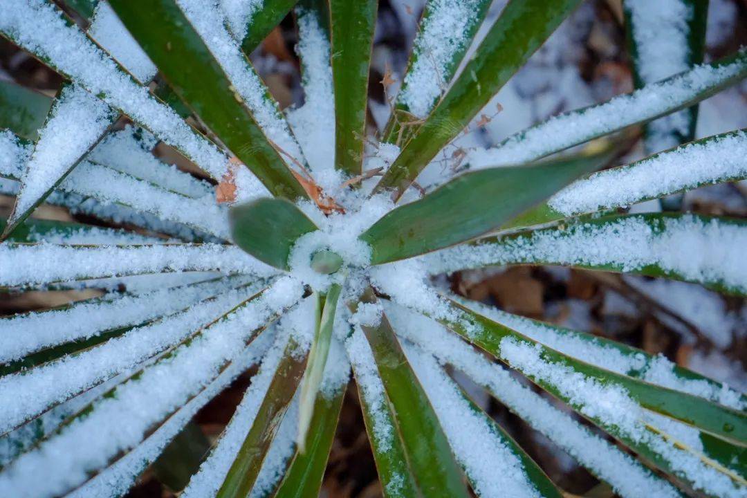 满空|春雪满空来，诚邀共赏雪中的东方双语