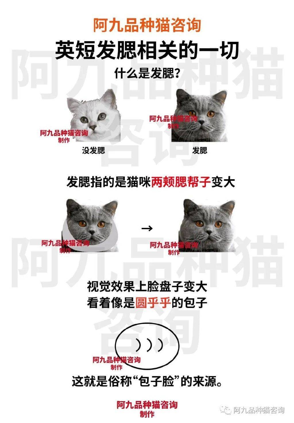 两岁的蓝猫还能发腮吗,英短公猫几个月发腮,英短蓝猫母的会不会发腮