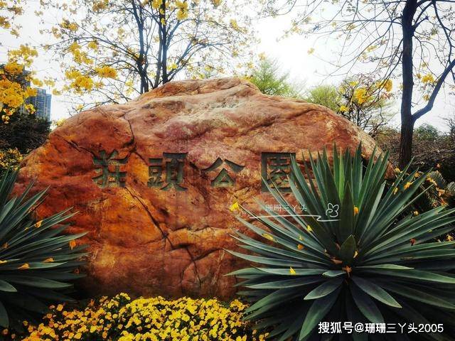广州老城区免费公园，遇见“宝藏”植物报春花绽放，游客：太美了