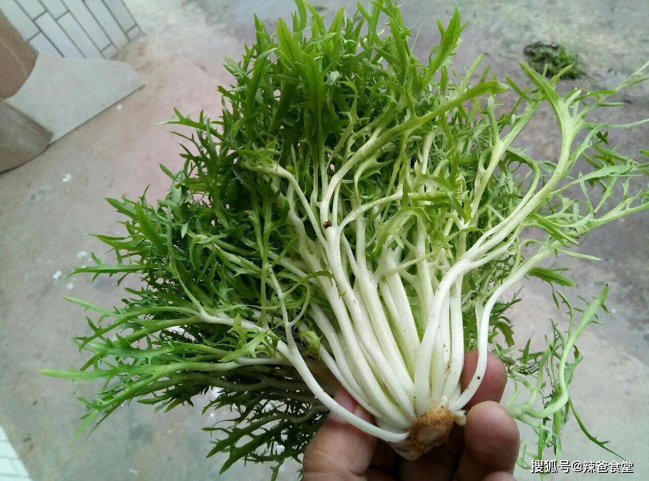 最苦的"四菜一茶"你能吃下几个_苦瓜_蒲公英_苦味