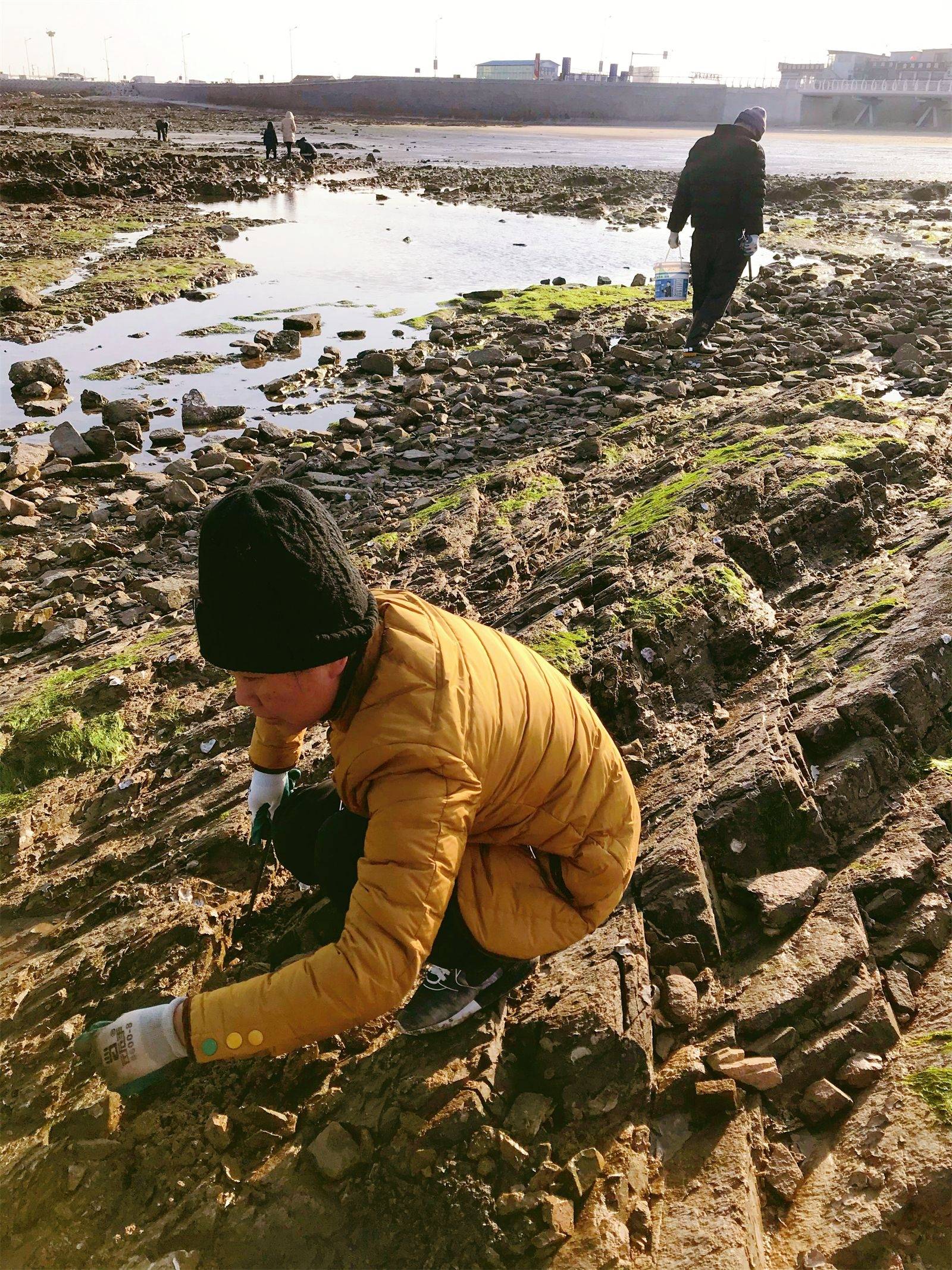 刘家湾赶海园退潮图片