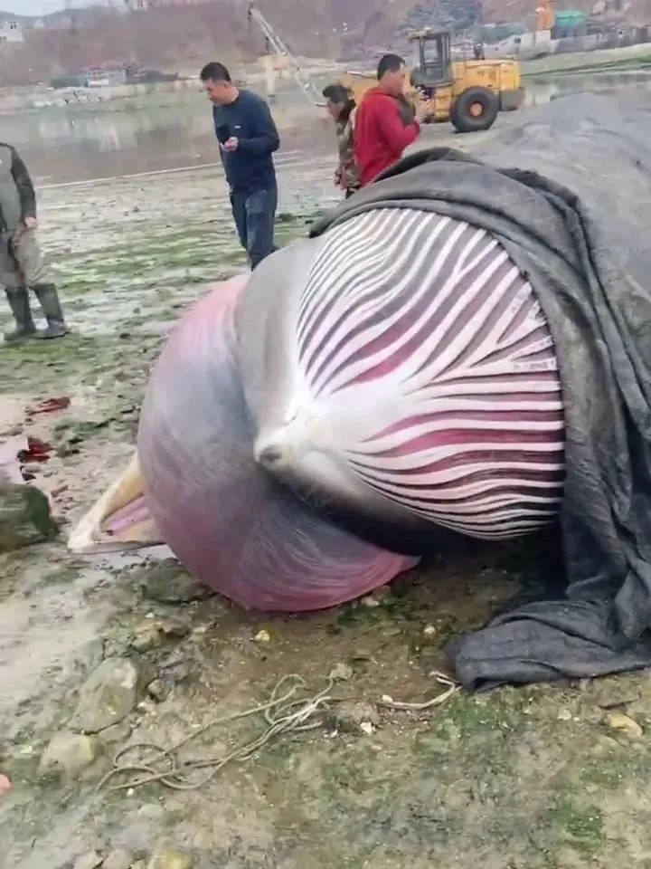 原创9米长鲸鱼搁浅大连海滩鲸鱼已经胀气会不会鲸爆