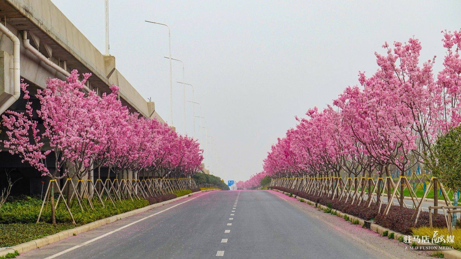 驻马店:嫘祖大道——樱花大道