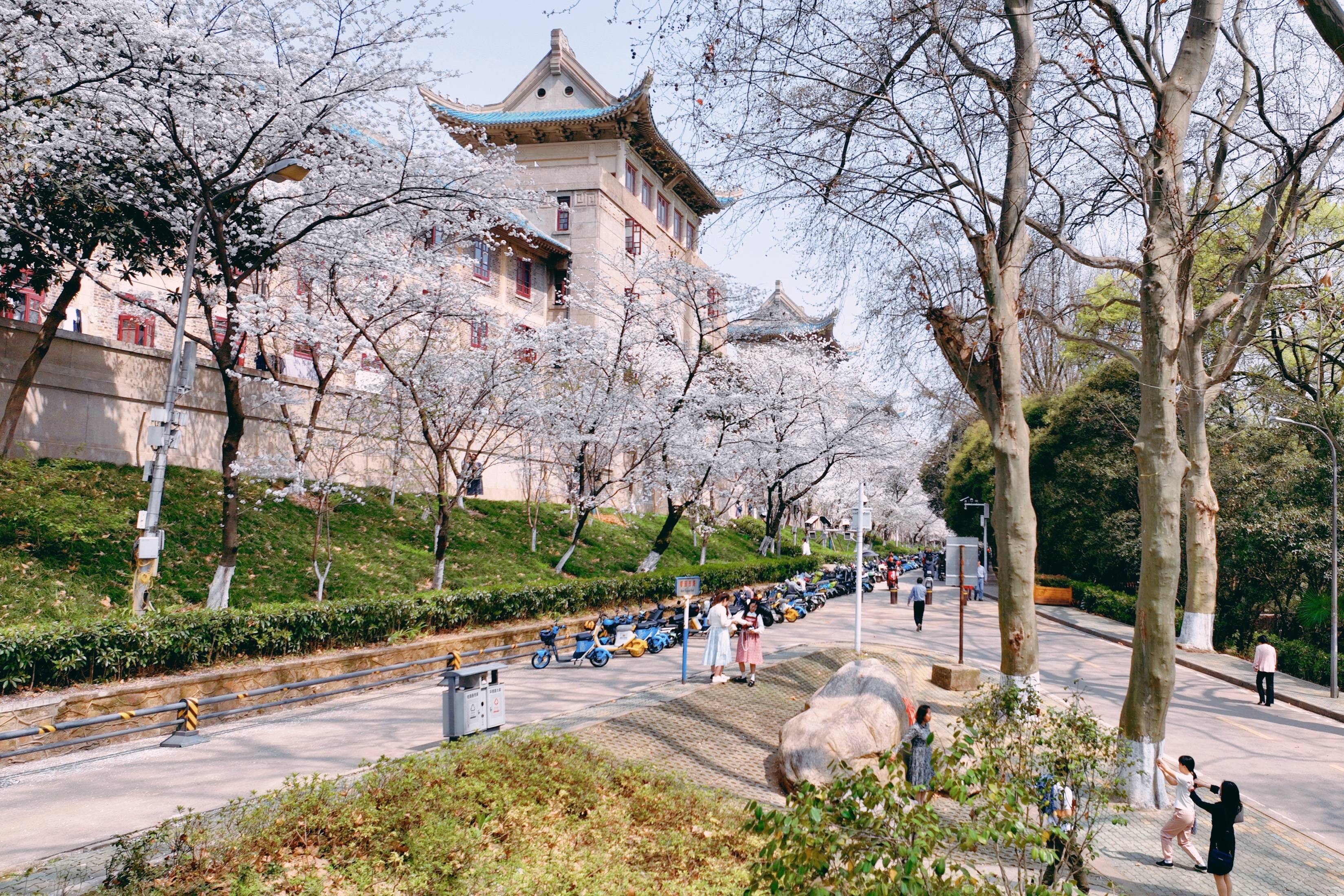 原创武汉大学樱花盛开这座百年学府充满了静谧和唯美宛如童话世界