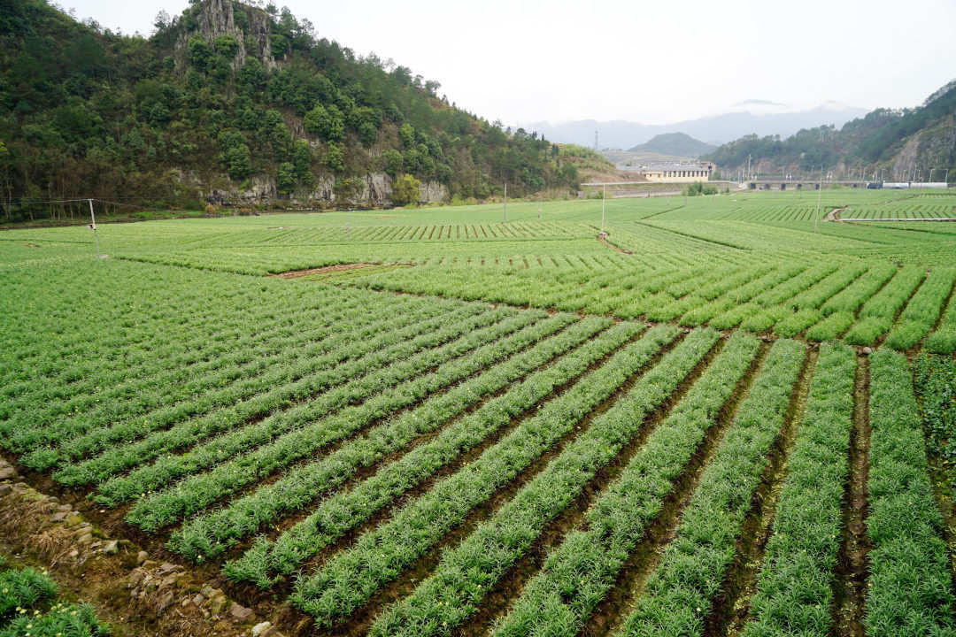 "一大早,浙江可得丰种业有限公司负责人曹小平的办公室里就迎来了尖山