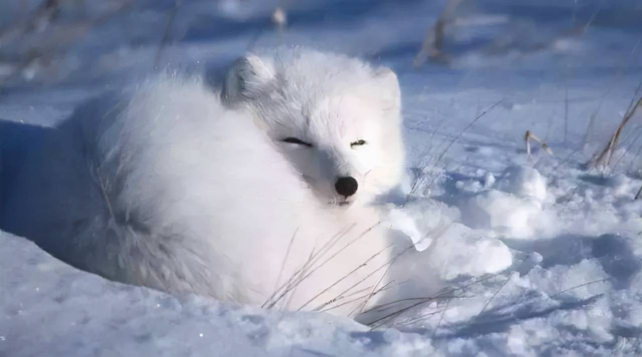 北极狐被灌食直到压断四肢只为获取皮草多销往中国